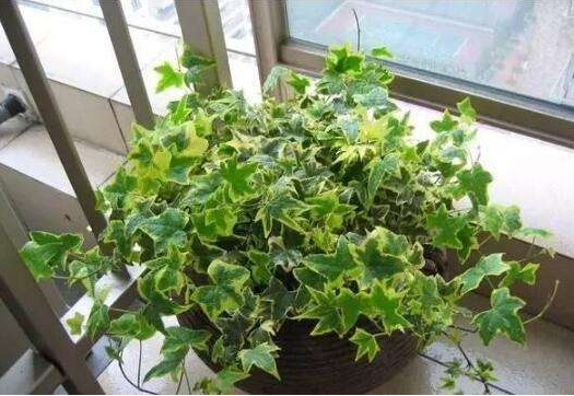 綠植真的能除甲醛嗎？植物除甲醛的真相